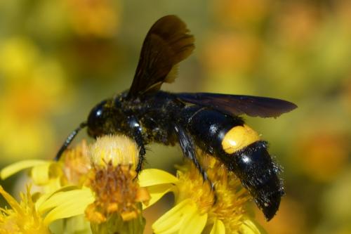 Réf. 293 500 : Scolia hirta unifasciata